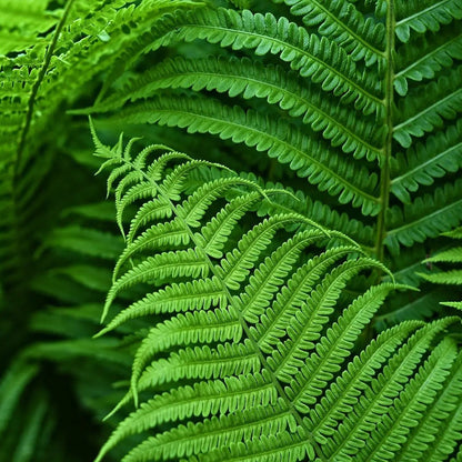 Kunstmatige Bostonvaren Weerbestendig tegen UV-stralen - Realistische Nepplanten voor Buiten