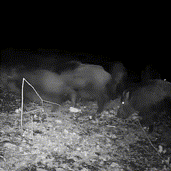 Fotocamera Wildlife Visione Notturna 1080p Impermeabile