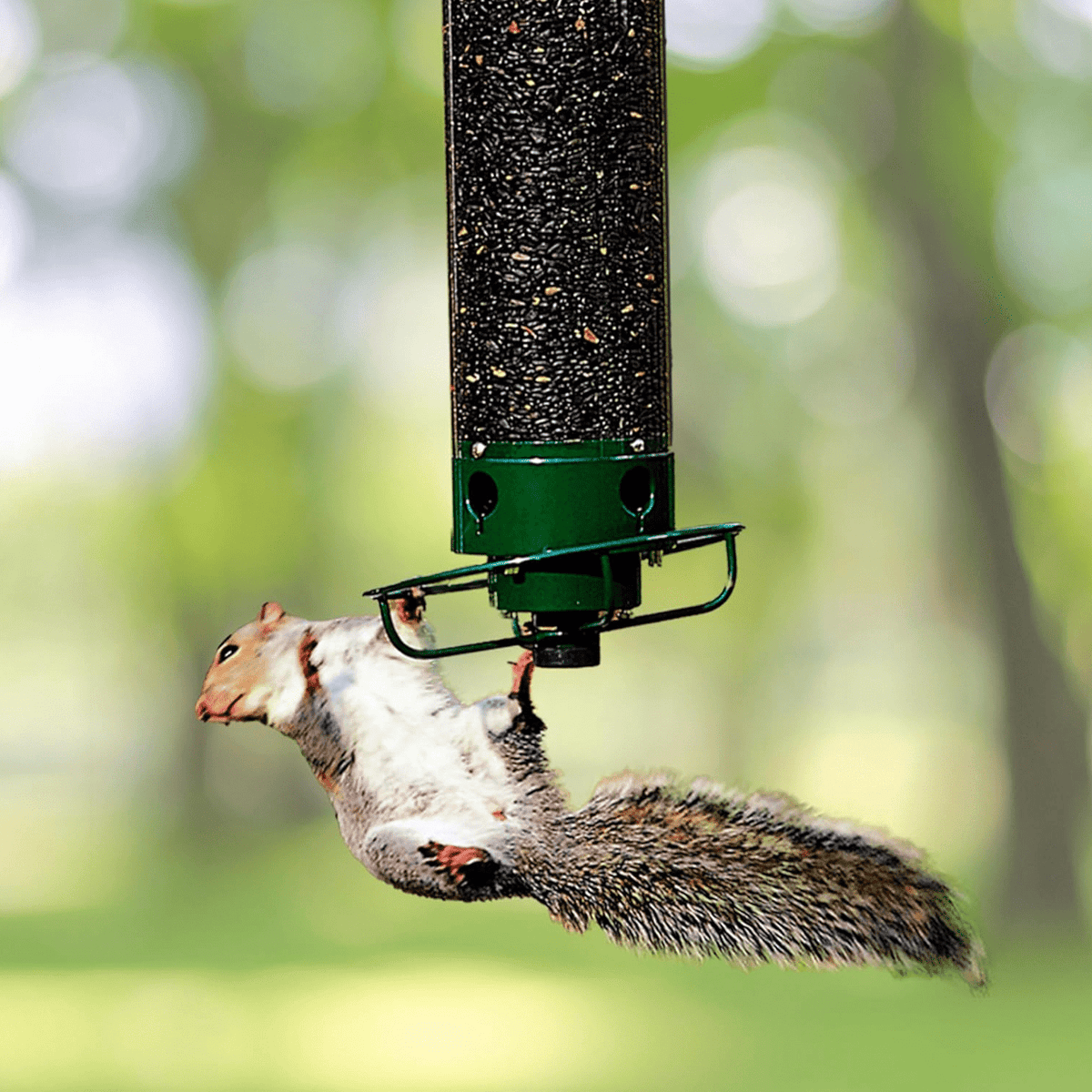 Squirrel Proof Bird Feeder with Rotating Perch — 4 Ports 1