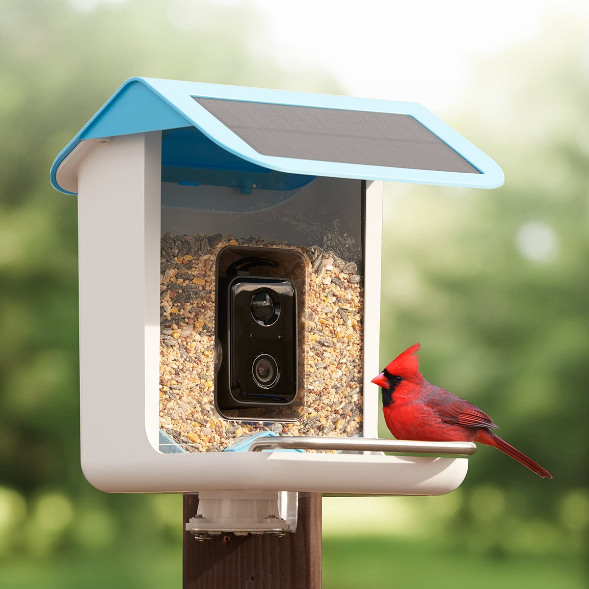 Smart Bird Feeder Camera Solar WiFi 1080p AI Outdoor IP65 3
